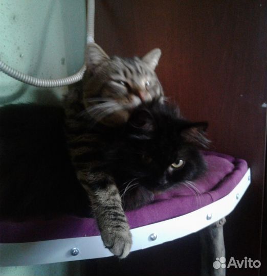 Потерялся кот