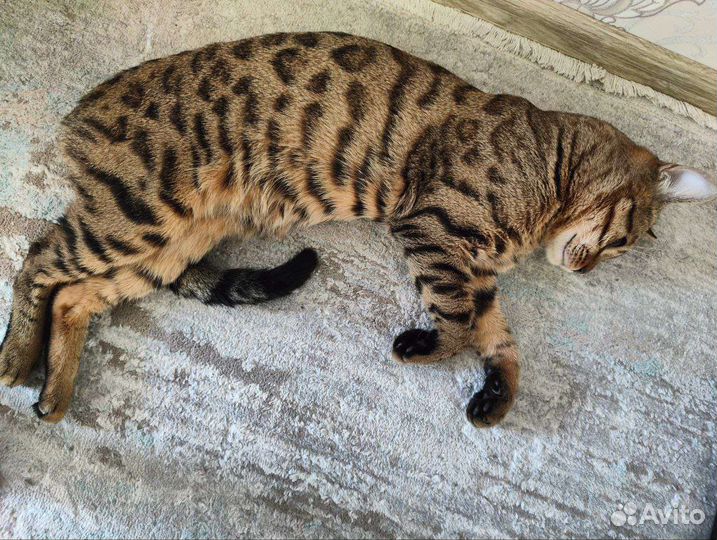 Бенгальский кот вязка, не продаю