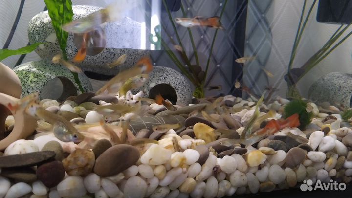 Гуппи. Аквариумные рыбки