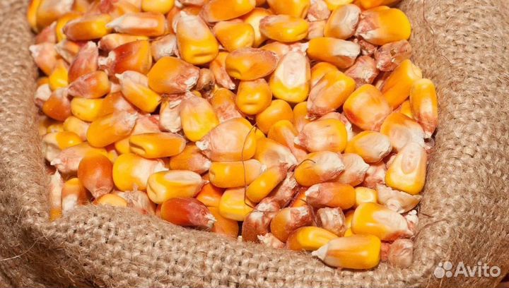 Ячмень яровой, Ячмень яровой на корм/посев