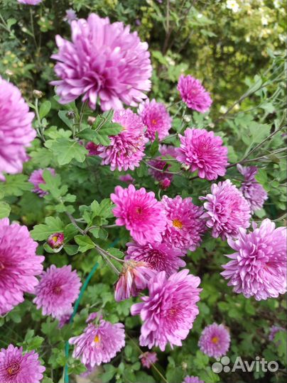 Хризантема