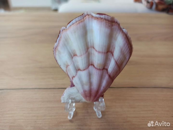 Морская раковина
