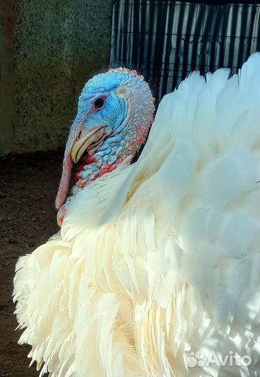 Индюк на племя