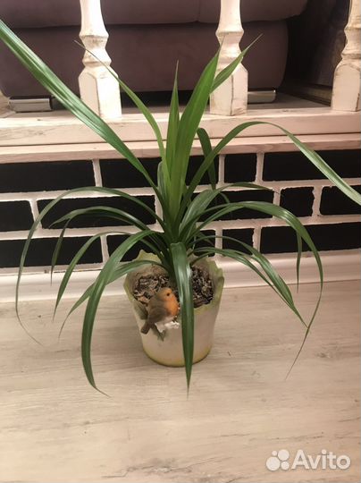 Комнатные цветы