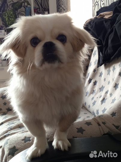 Пекинес Вязка