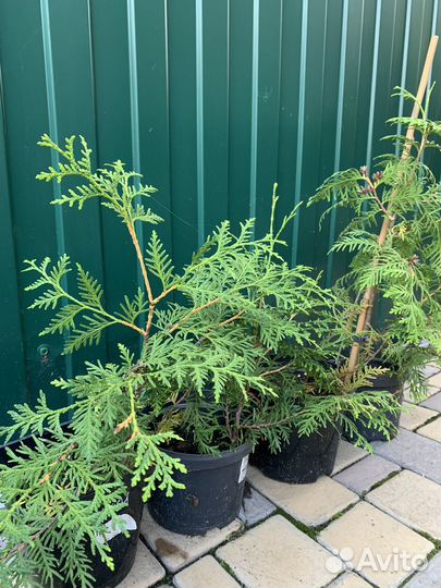 Туя брабант