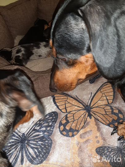 Такса щенки