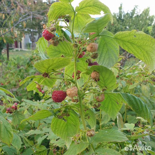 Саженцы красной и желтой малины