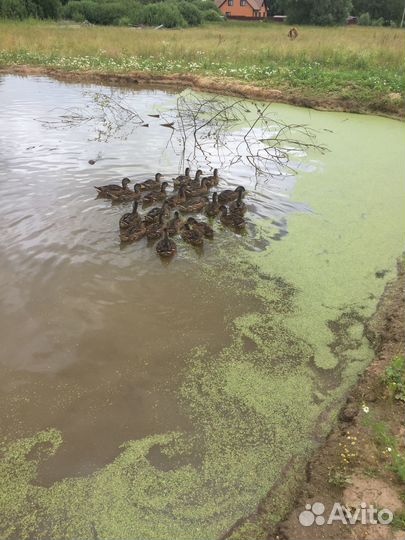 Дикая утка кряква/подсадная утка