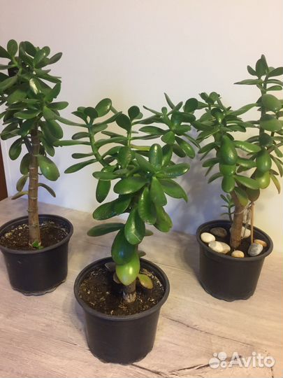 Толстянка или денежное дерево