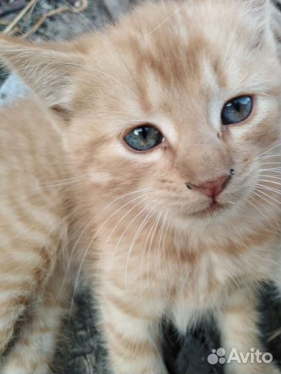 Котенок в добрые руки