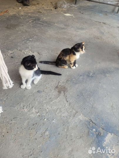 Кошка в дар