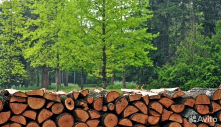 Дрова дубовые