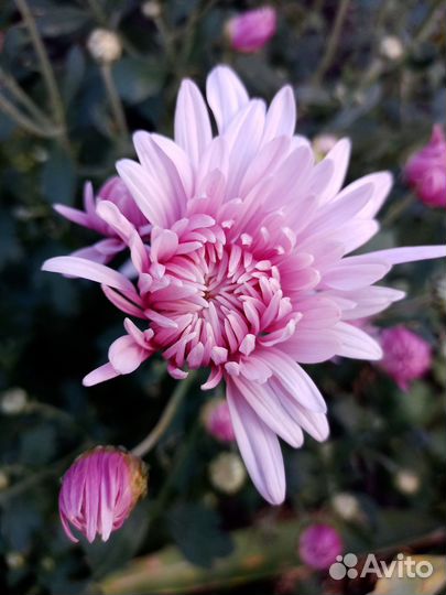 Хризантемы