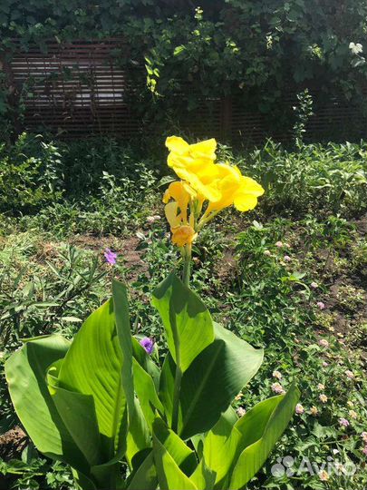 Цветы канны