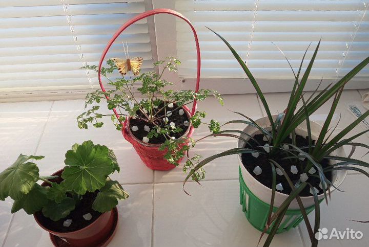 Светящиеся камни