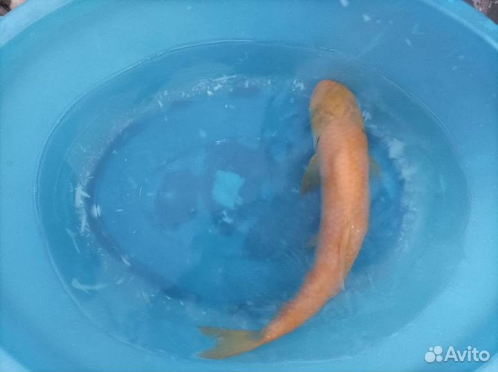 Золотой Амур альбинос