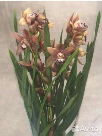 Орхидея цимбидиум