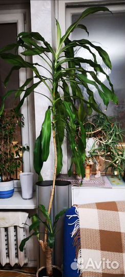 Драцена ароматная 2 и 3 метра