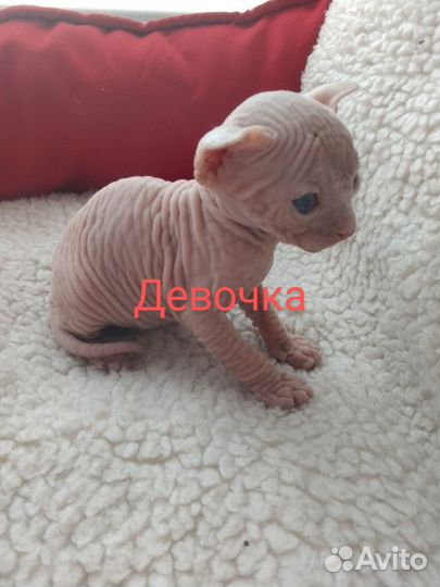 Канадский сфинкс котенок