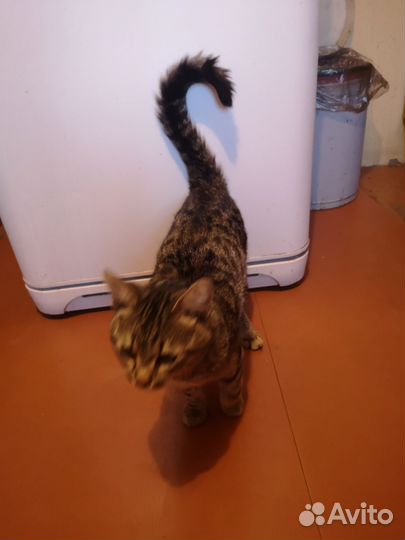 Молодой котик