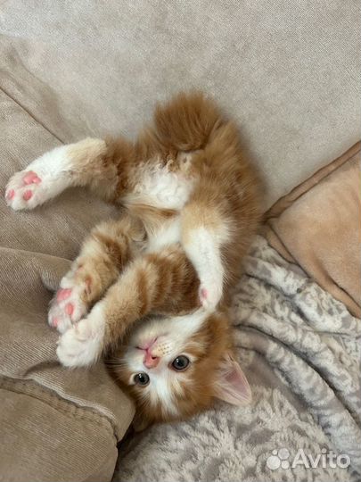 Котята курильский бобтейл