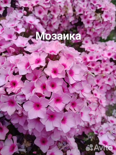 Флоксы сорта