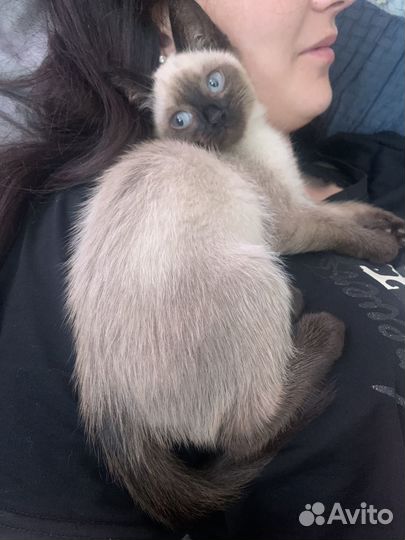 Сиамская кошечка