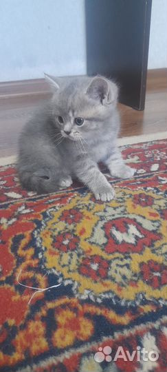 Шотландские котята