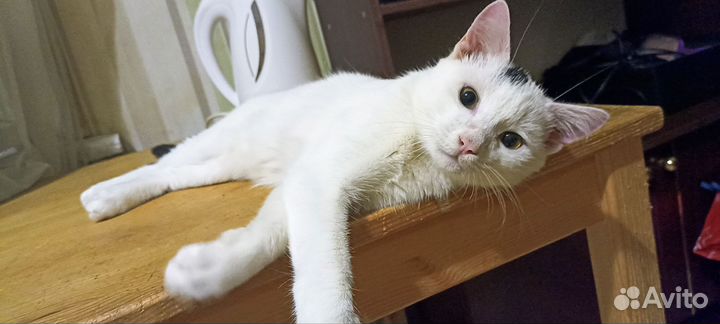Котята турецкой ангоры
