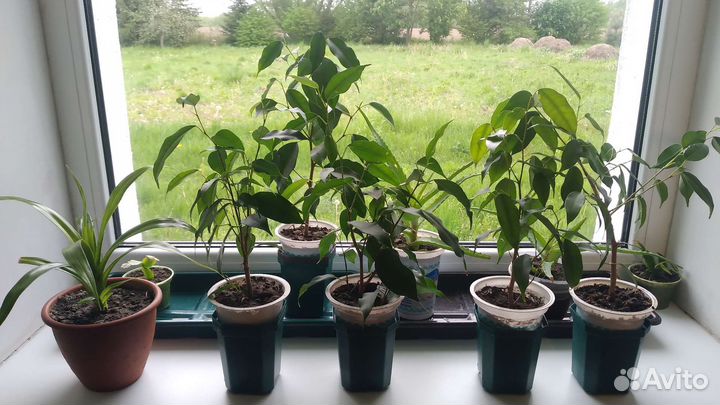 Фикус Бенджамина