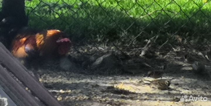 Продам петуха декоративного (маленького)