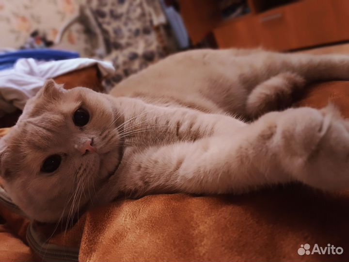 Кот Персик в добрые руки