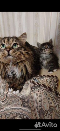 Кошки курильский бобтейл