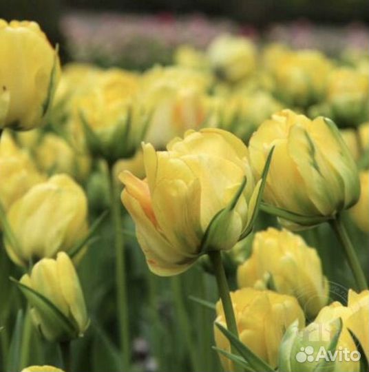 Тюльпан махровый Акебоно желтый