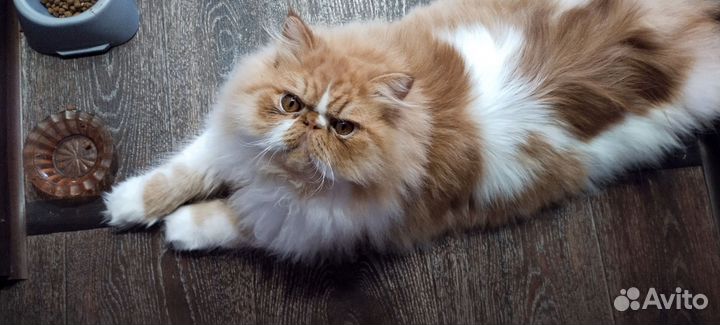 Вязка. Персидский кот