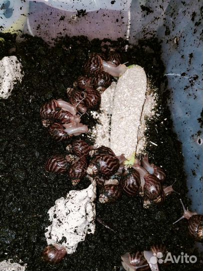 Улитки ахатины