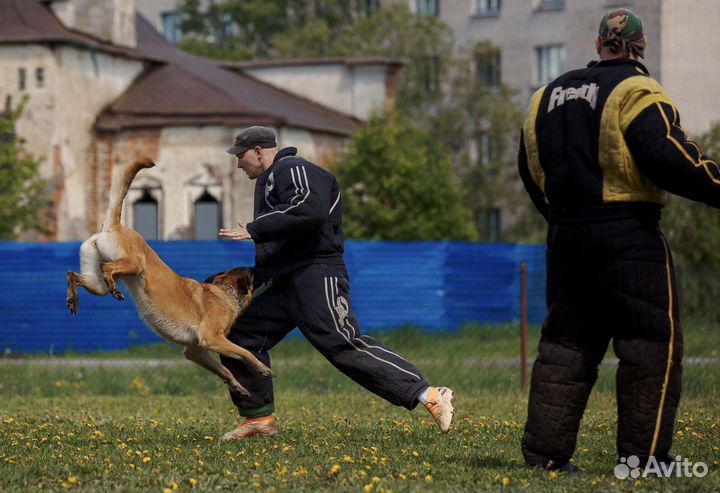 Услуги кинолога