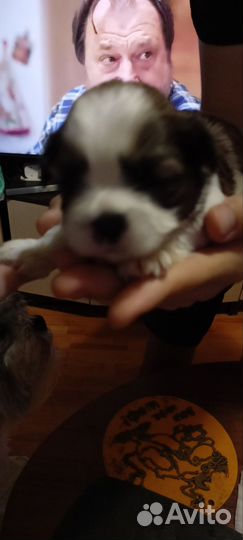 Собаки ши-тцу