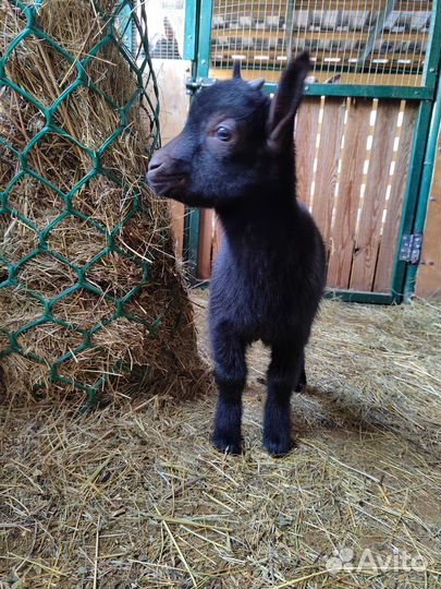 Камерунские карликовые козлятки