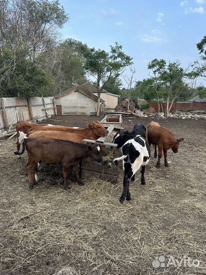 Бычки телки