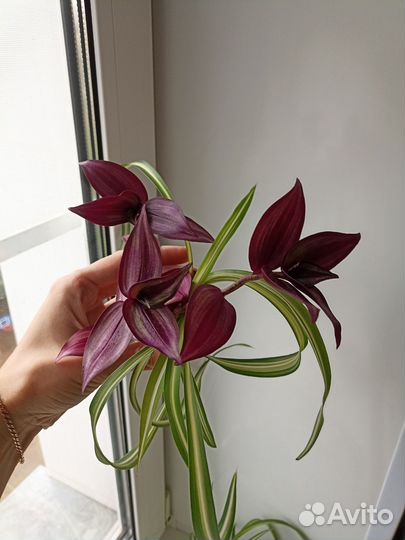 Хлорофитум и традесканция