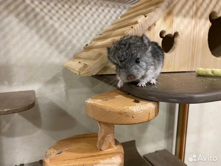 Шиншилла