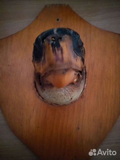 Голова черепахи (чучело)