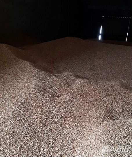 Кормовая пшеница, Подсолнечник на корм/посев