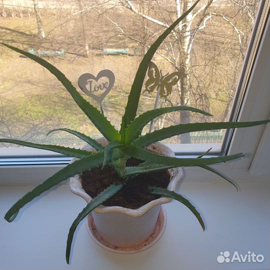 Алоэ столетник