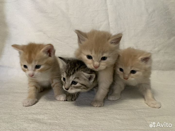 Курильский бобтейл