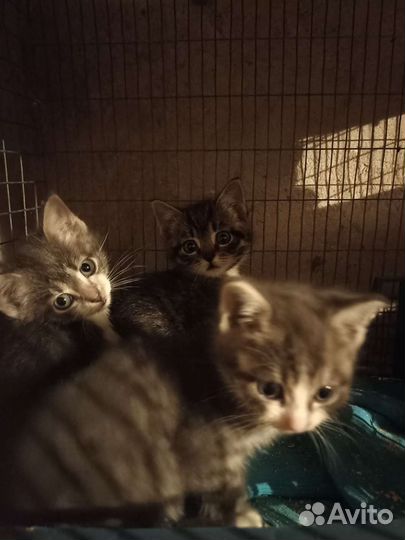 16 котят ищут надежных хозяев