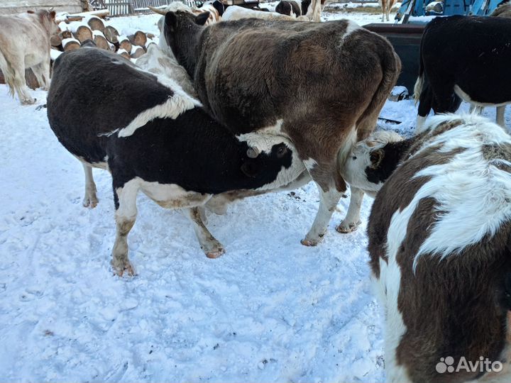 Телята бычки и телочки