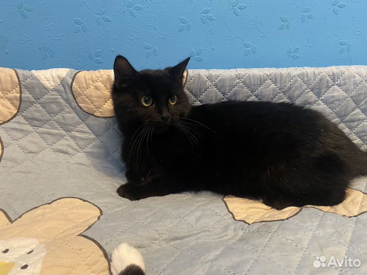 Кот Бегемот